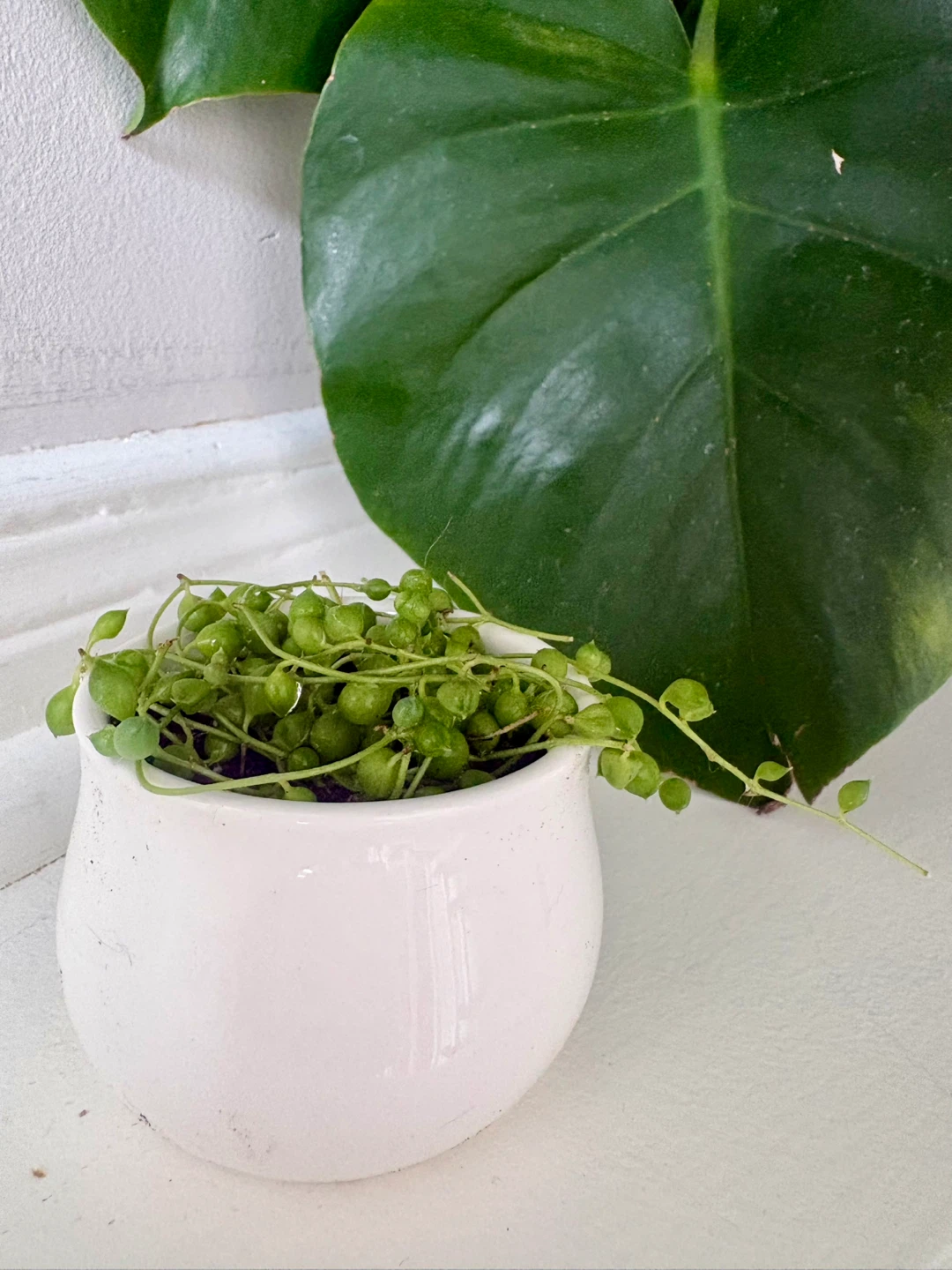 String of Pearls Plant in White Pot