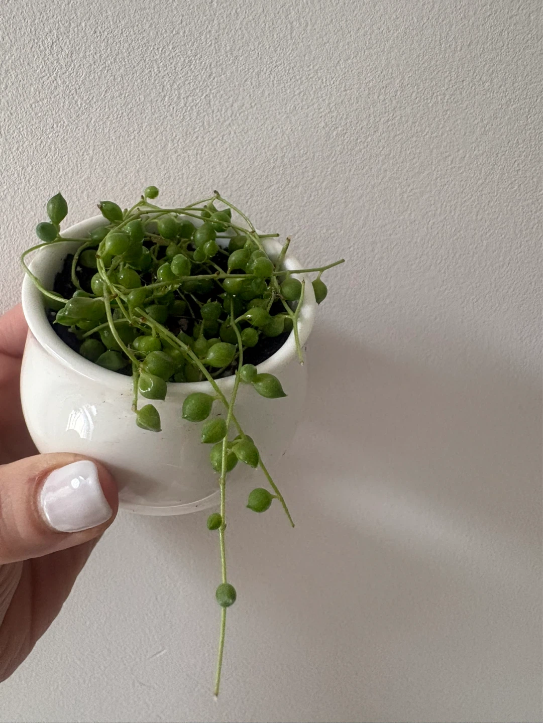 String of Pearls Plant in White Pot - photo 4