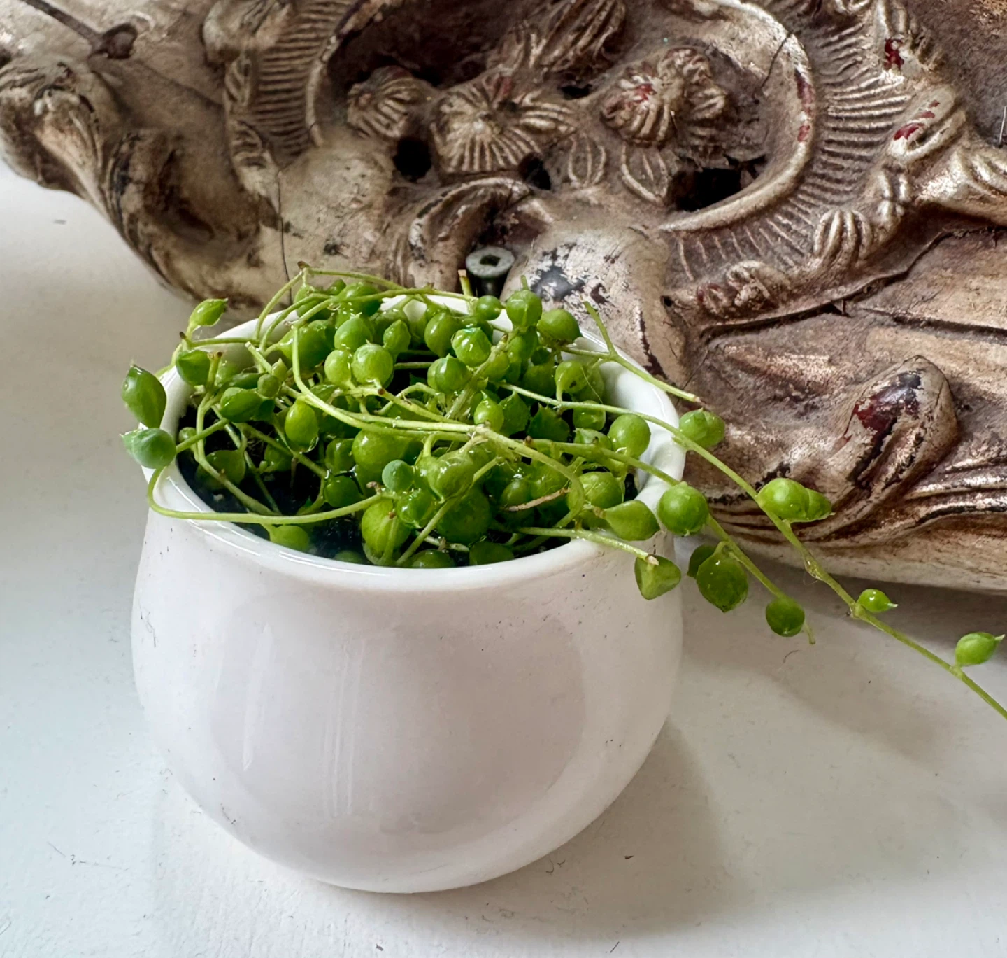 String of Pearls Plant in White Pot - photo 2