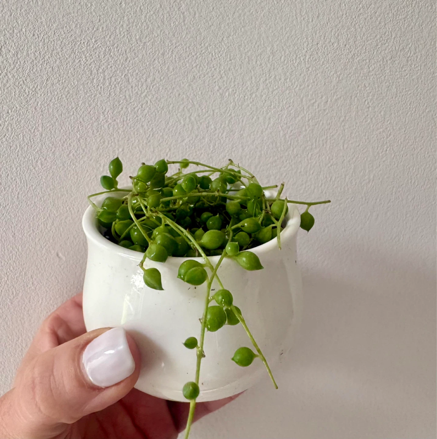 String of Pearls Plant in White Pot - photo 3