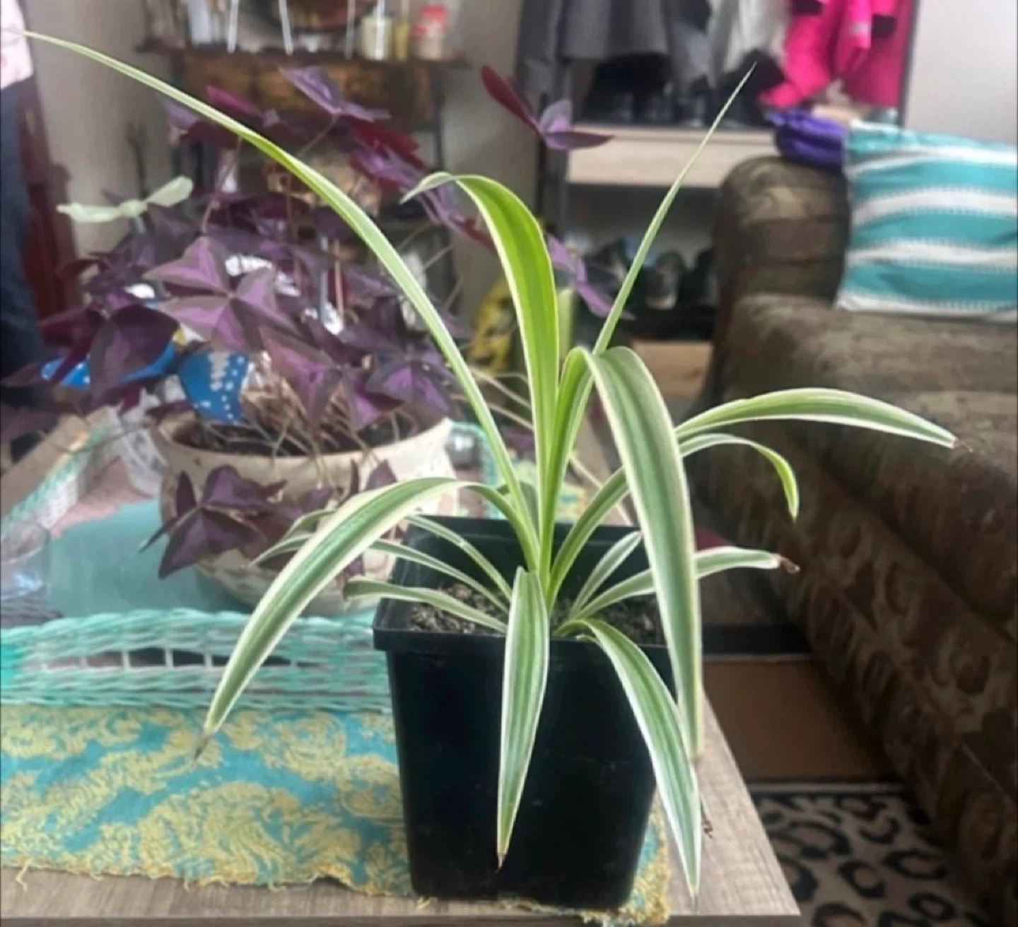 Spider Plant
