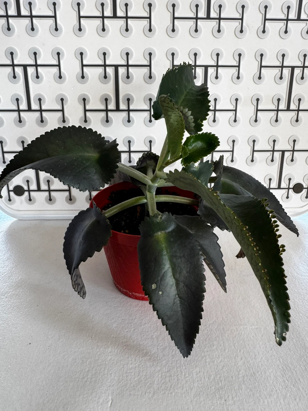 Mother of a thousands Plant