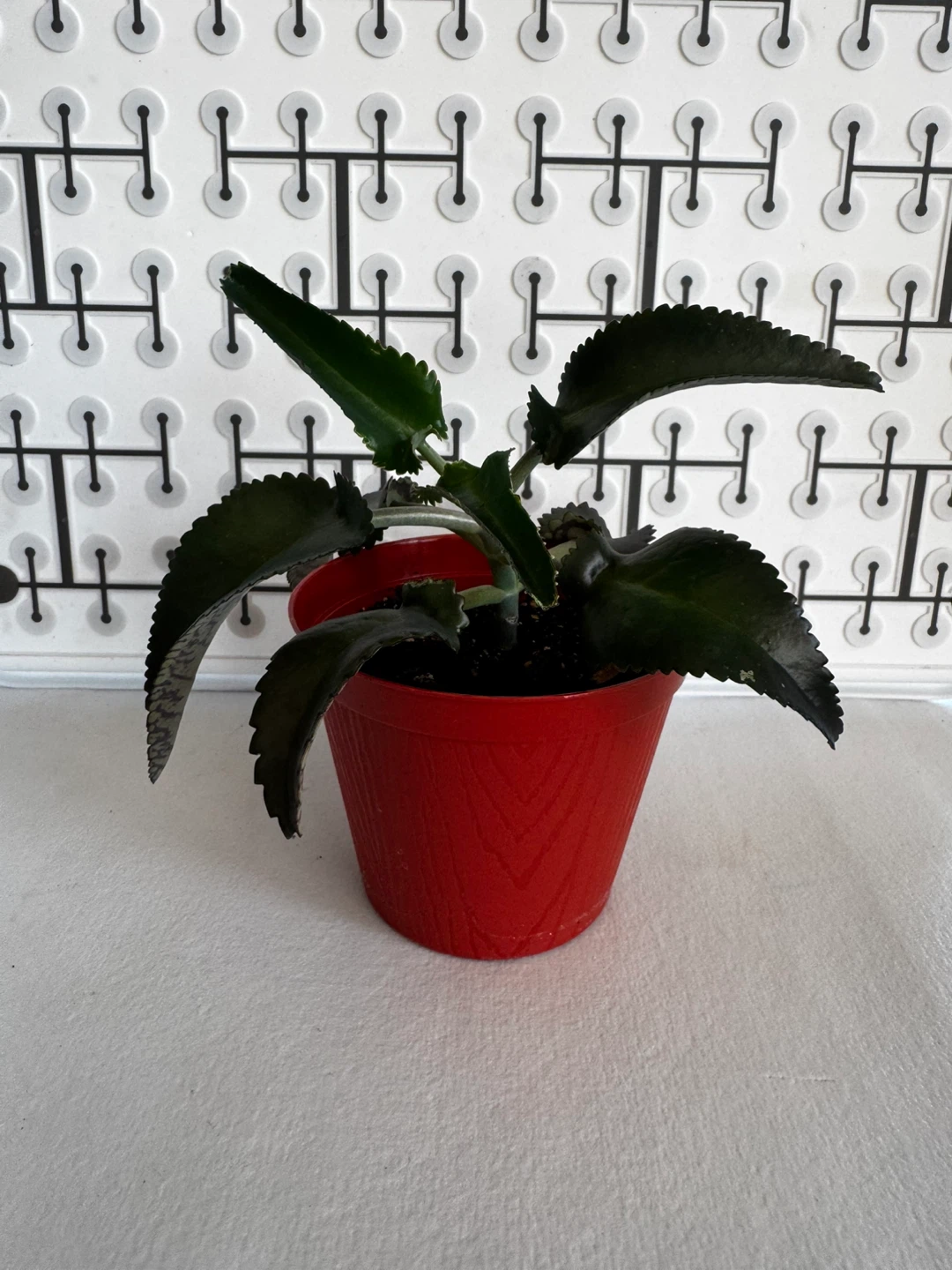 Mother of a thousands Plant - photo 3