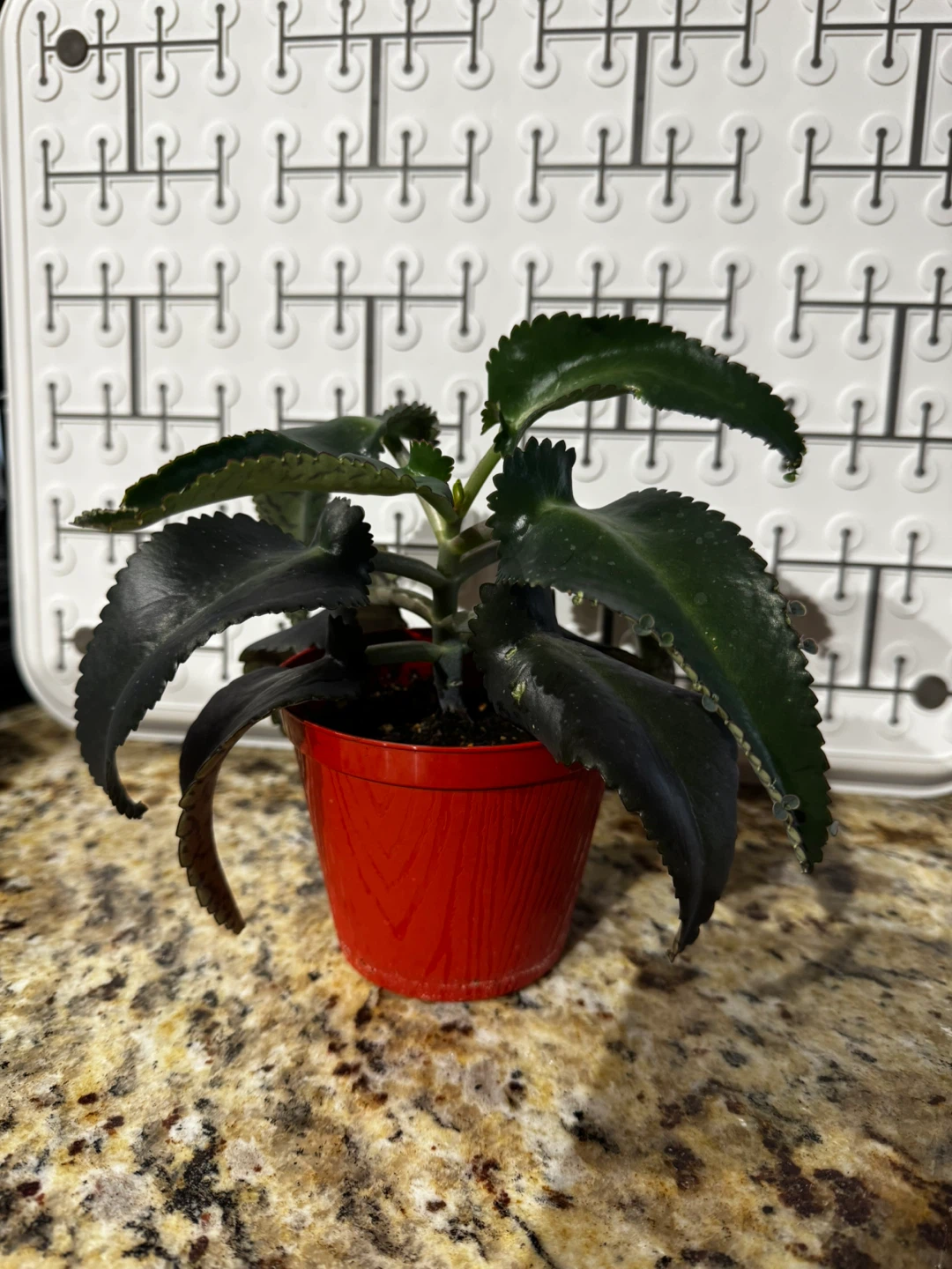 Mother of a thousands Plant - photo 2