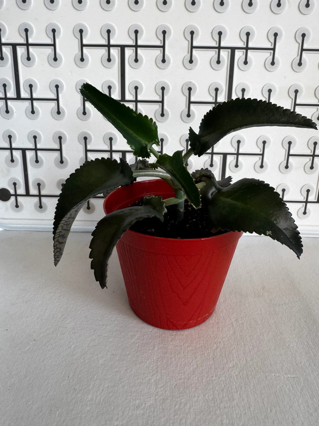Mother of a thousands Plant - photo 4