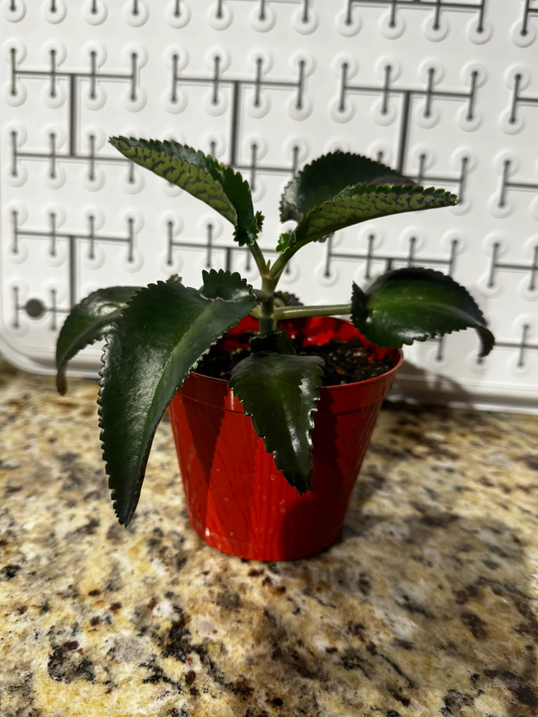 Mother of a thousands Plant - photo 5