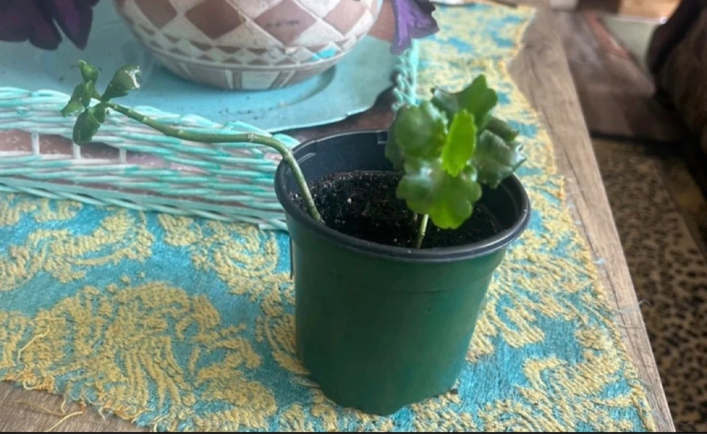 Kalanchoe Plant - photo 2