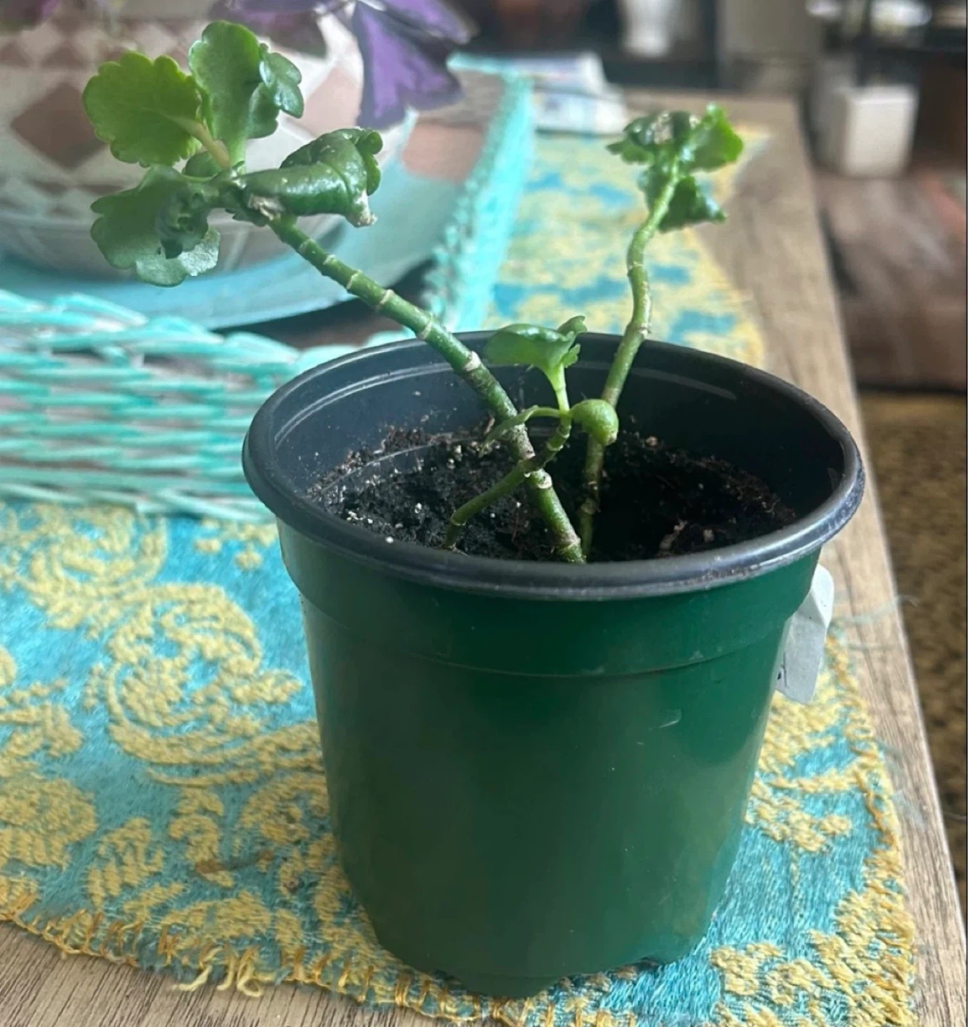 Kalanchoe Plant