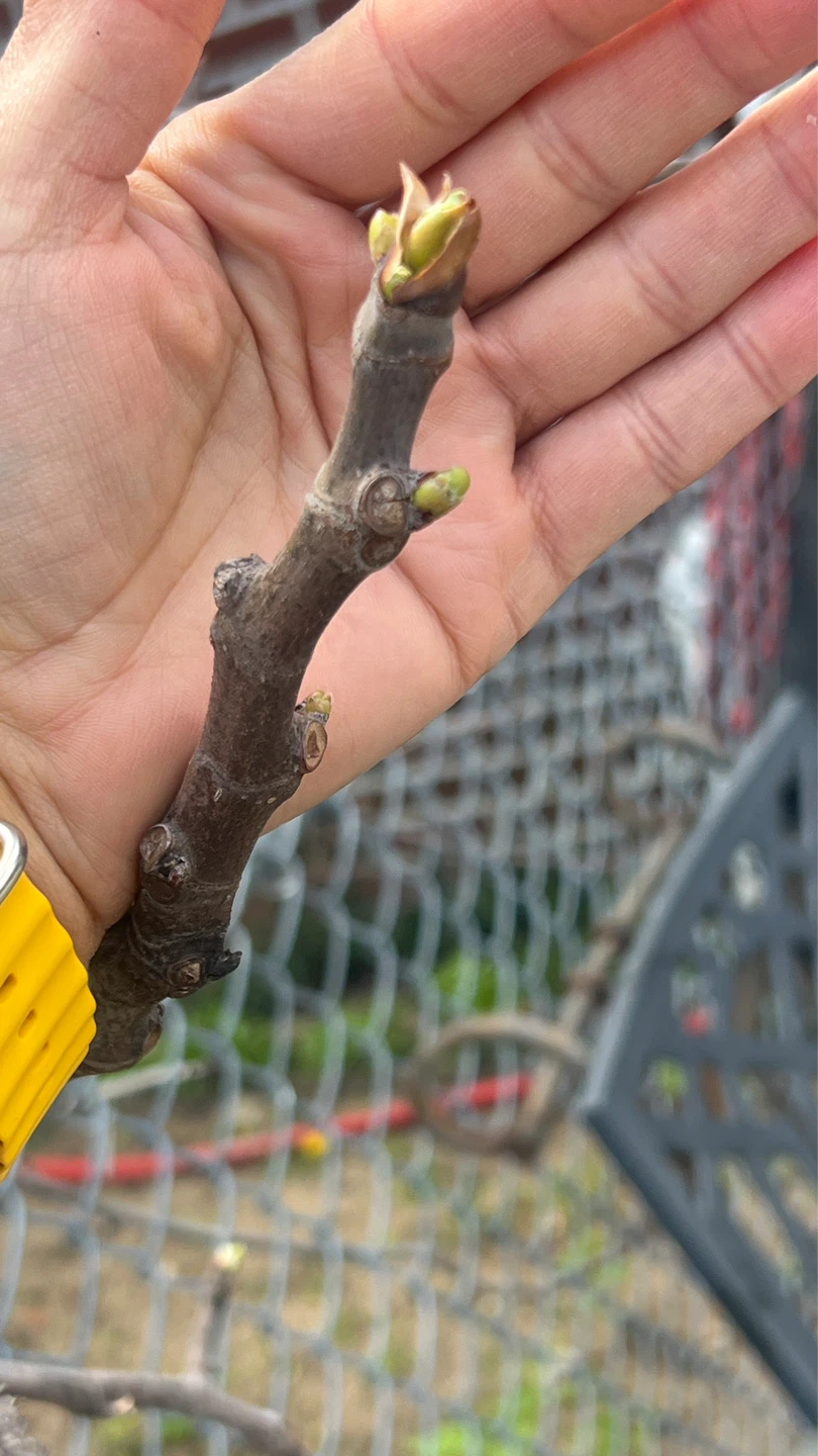 3 year Fig Tree with Active Buds - photo 2