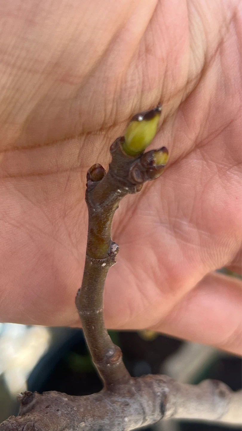 3 year Fig Tree with Active Buds - photo 3
