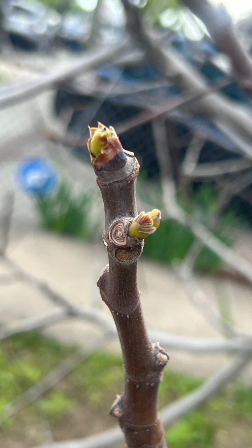 3 year Fig Tree with Active Buds