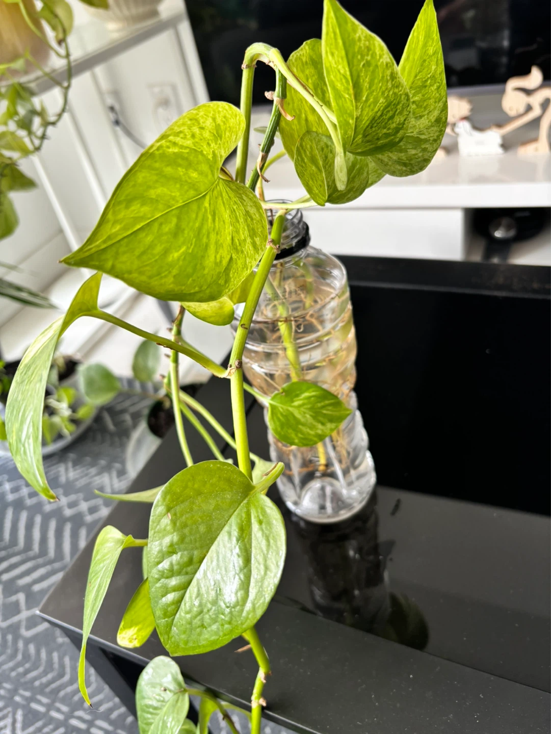 Pothos cuttings in water - photo 3