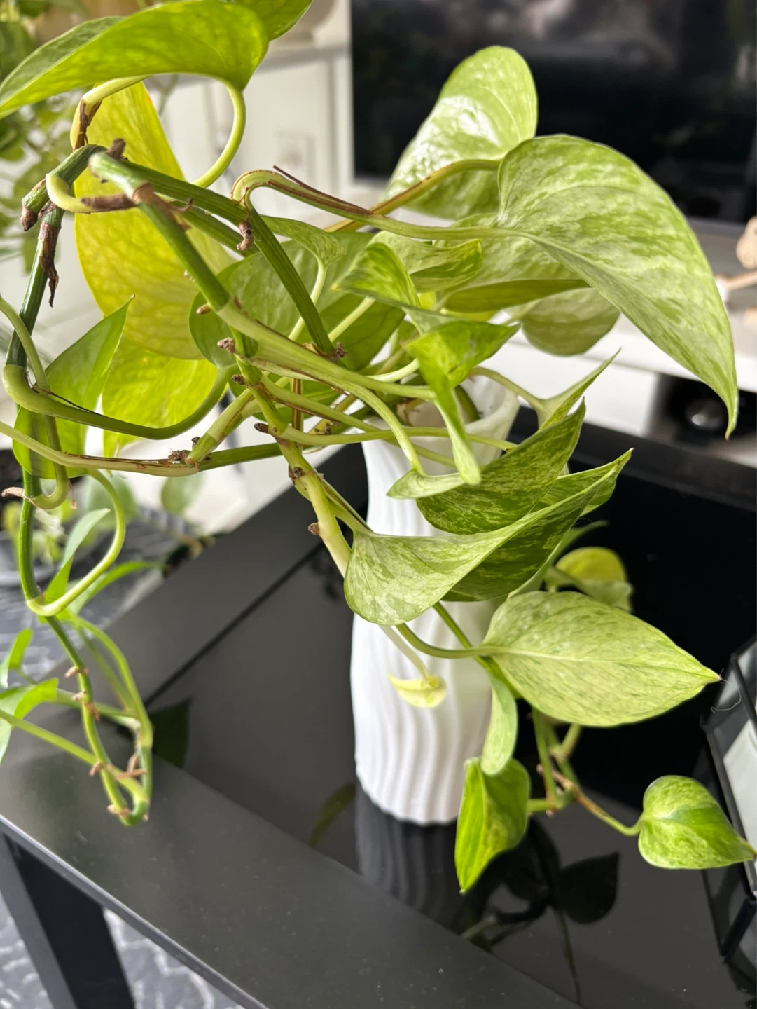 Pothos cuttings in water