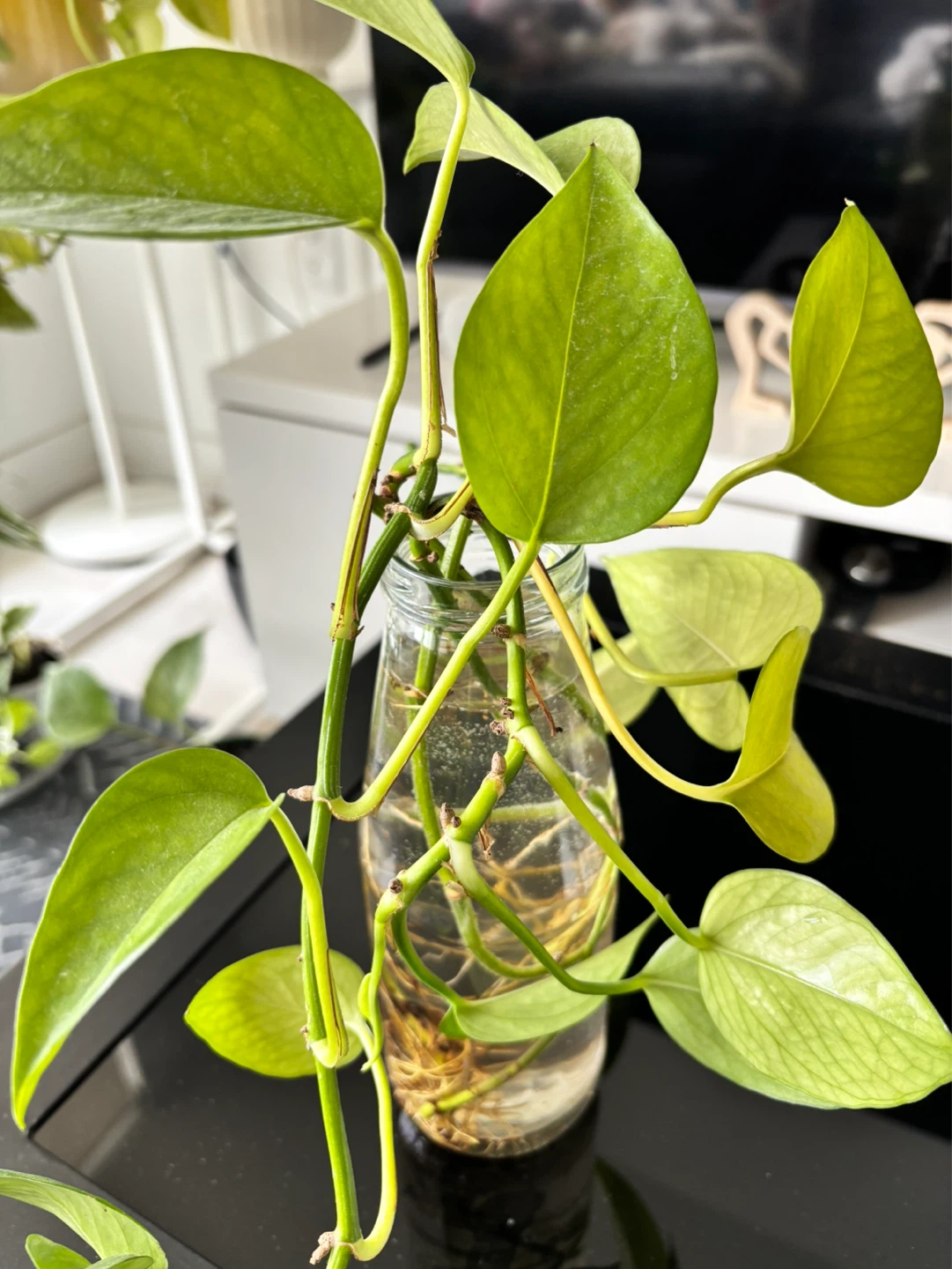Pothos cuttings in water - photo 2
