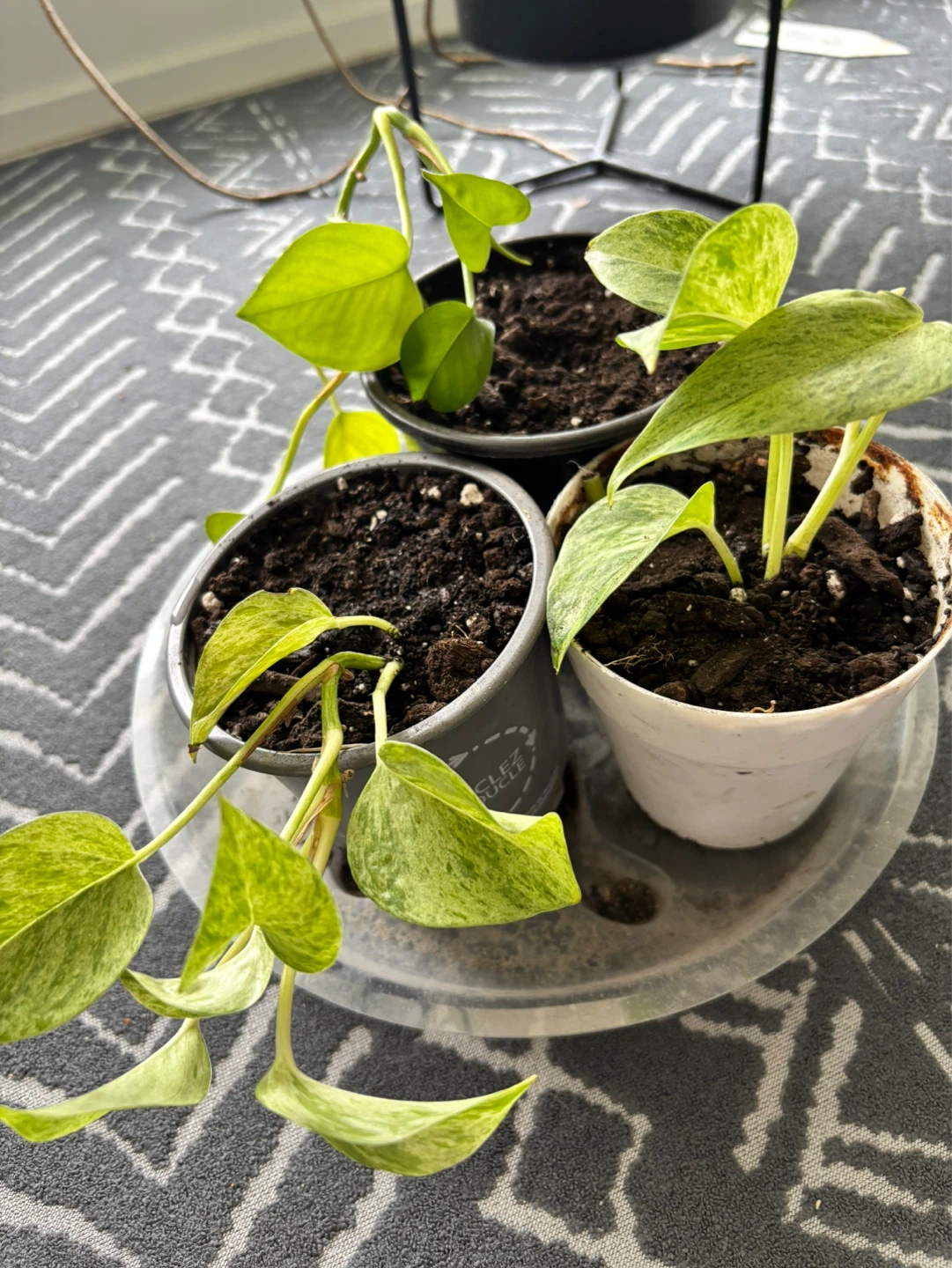 Pothos Plants (potted)
