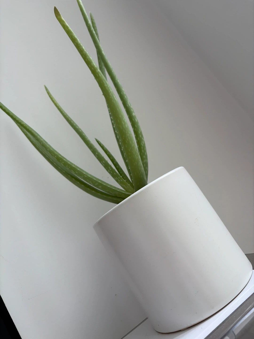 17”H Aloe Vera Plant in white planter