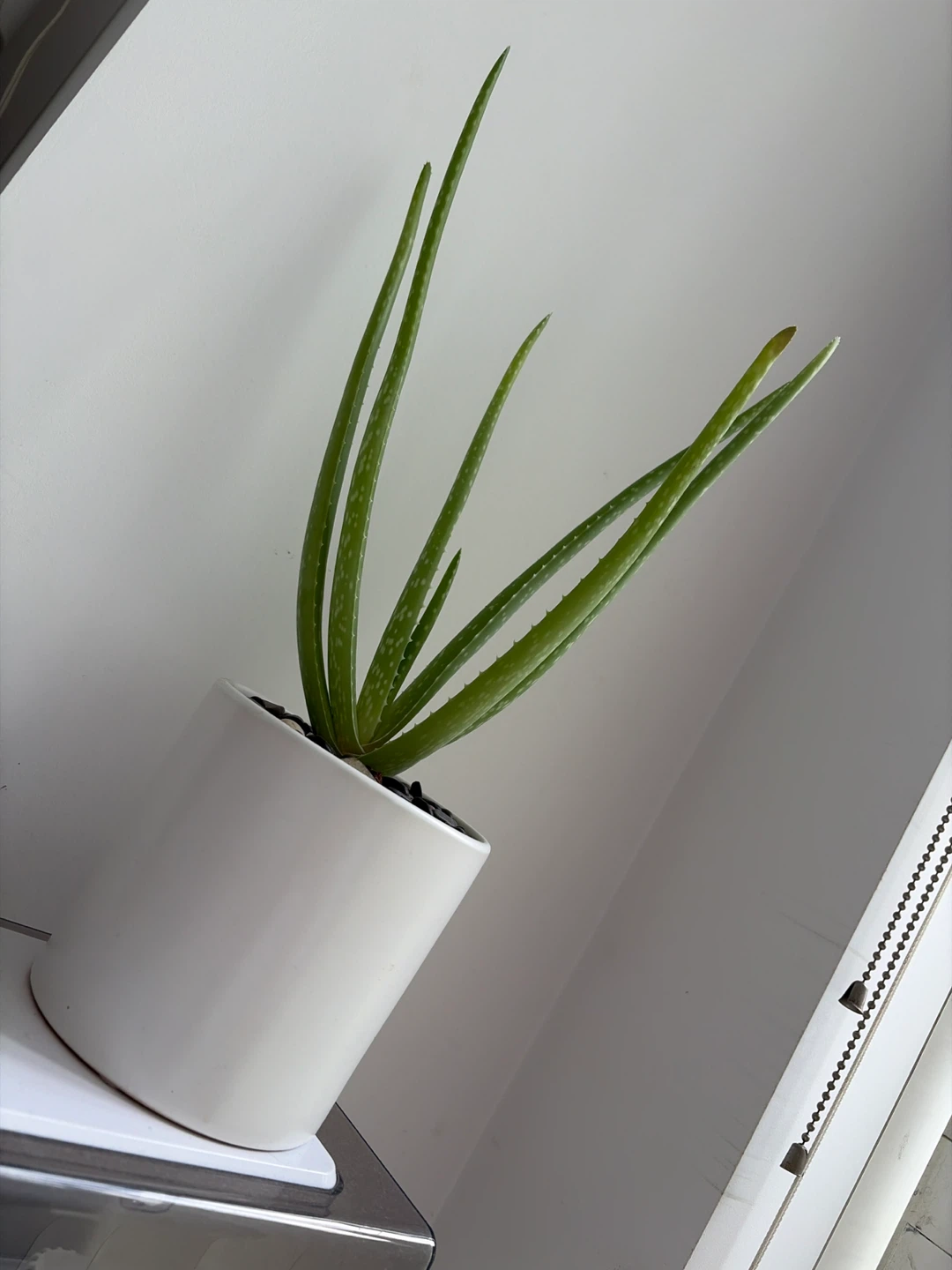 17”H Aloe Vera Plant in white planter - photo 2