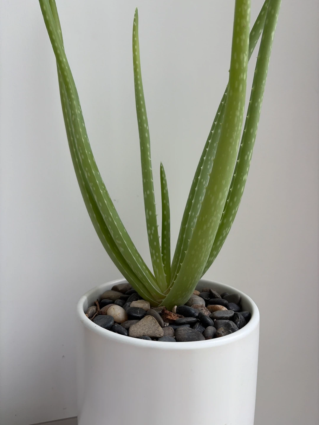 17”H Aloe Vera Plant in white planter - photo 3