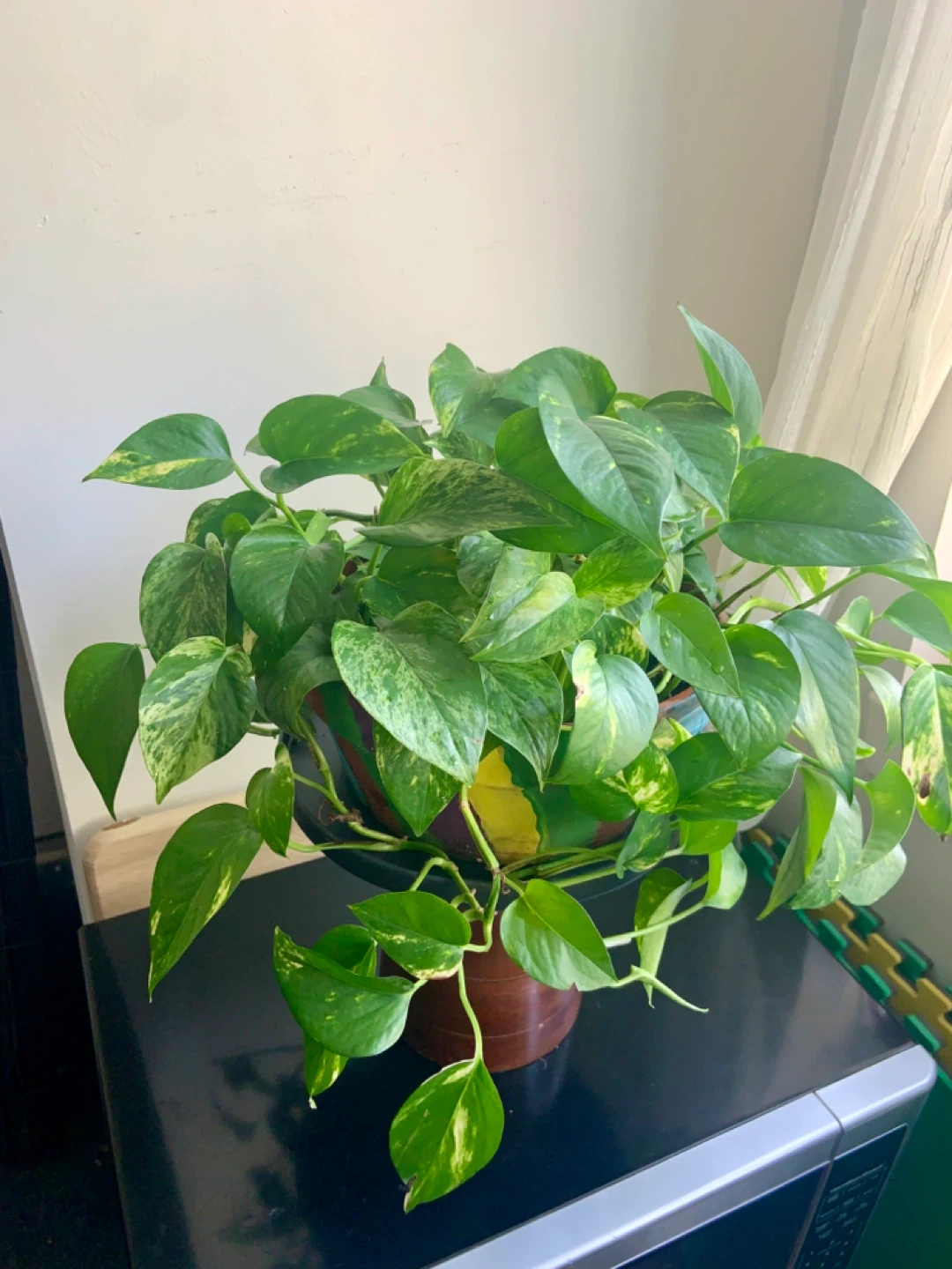 Money Pothos Plant in Decorative Pot - photo 4