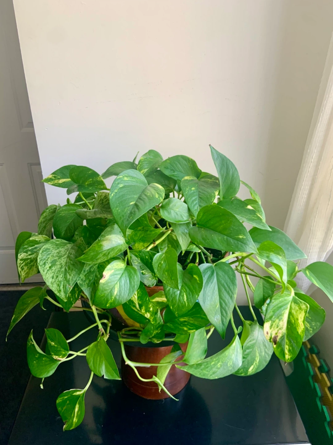Money Pothos Plant in Decorative Pot - photo 3