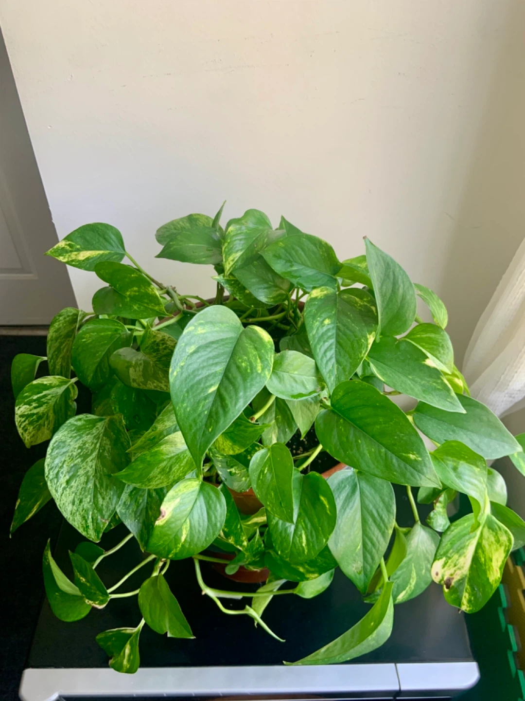 Money Pothos Plant in Decorative Pot