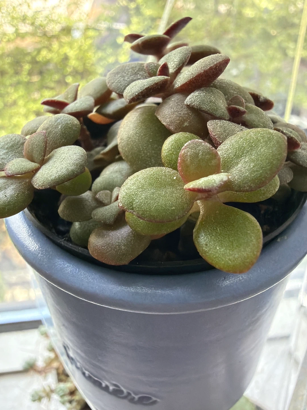 Mini Jade Plant in blue planter - photo 2