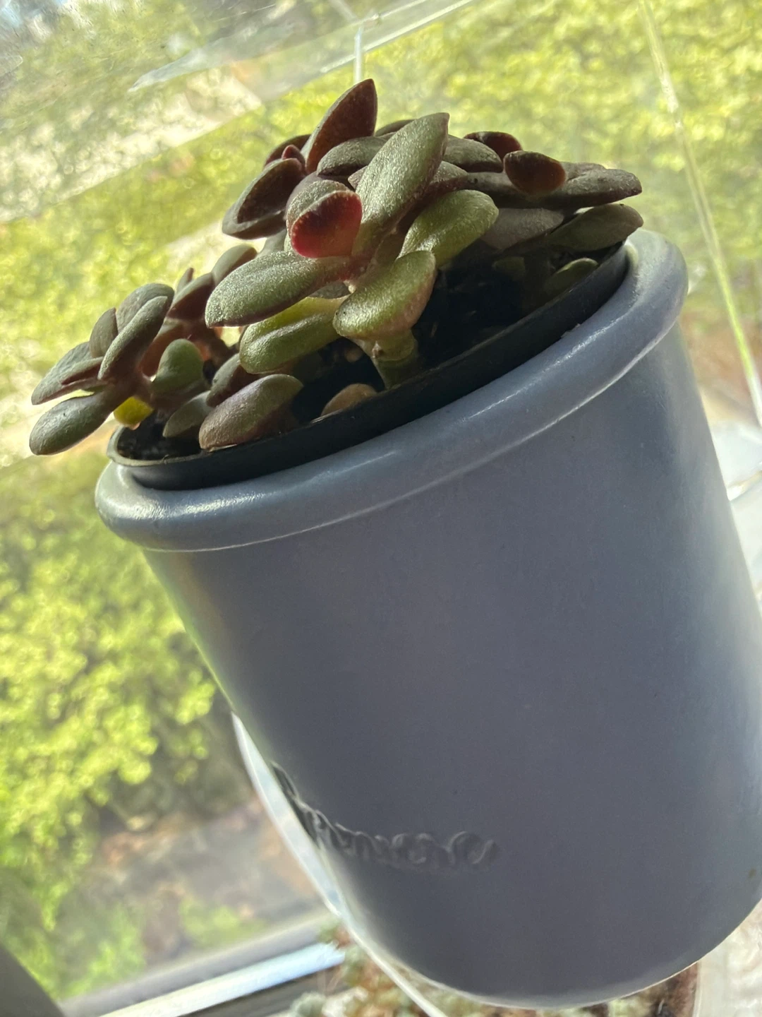 Mini Jade Plant in blue planter - photo 4