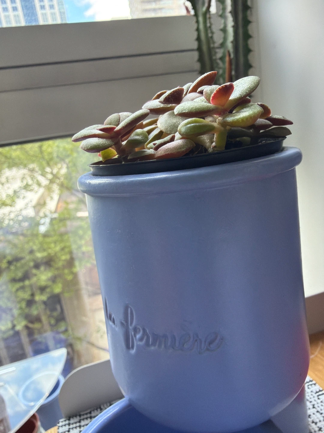 Mini Jade Plant in blue planter - photo 3