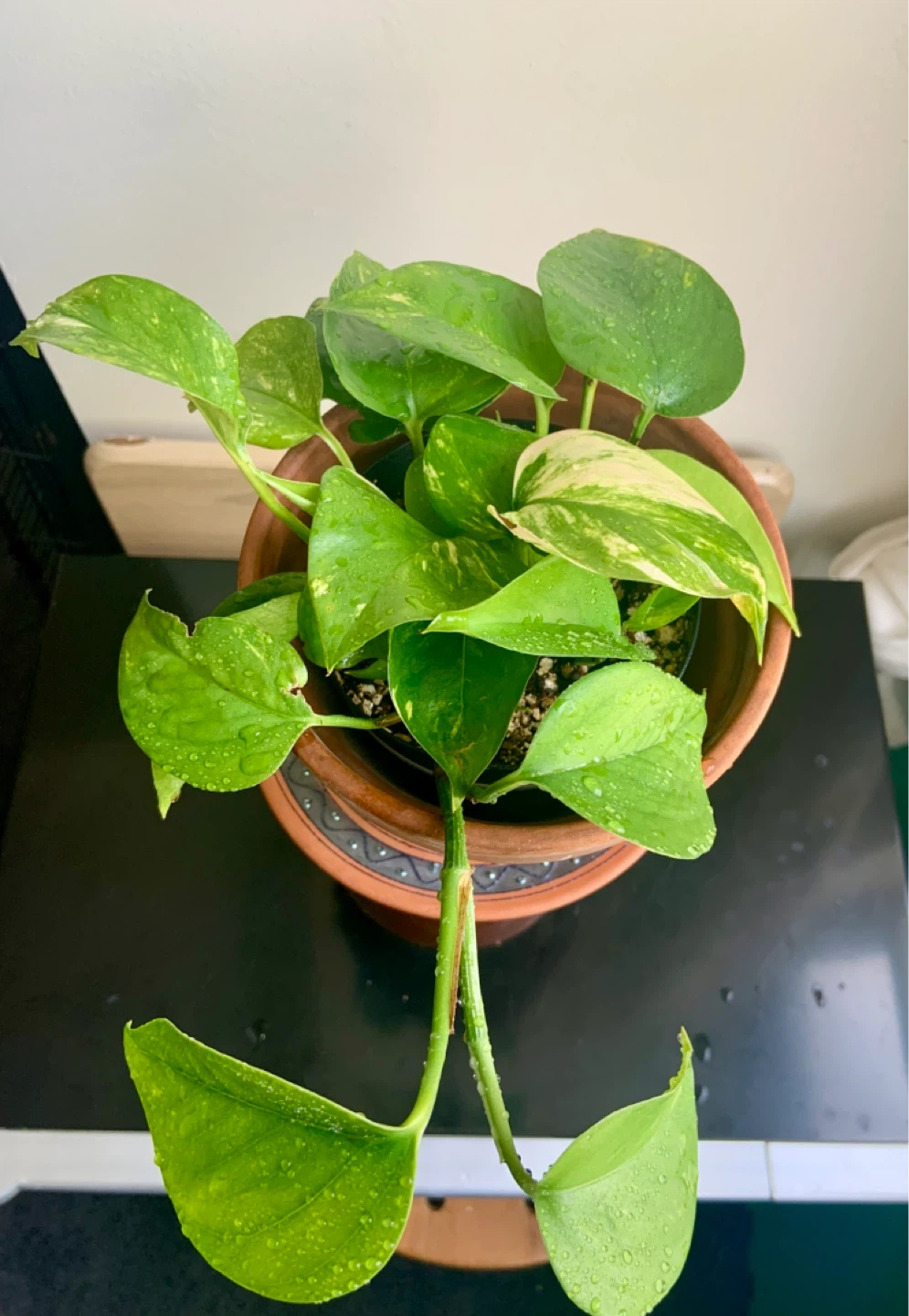 Golden Pothos Plant in Terracotta Pot