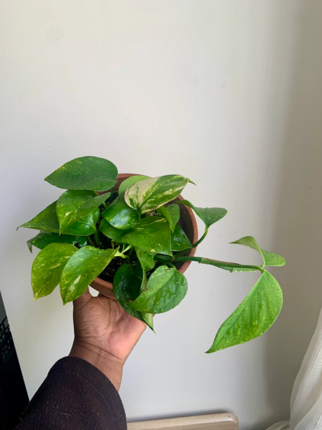 Golden Pothos Plant in Terracotta Pot - photo 3