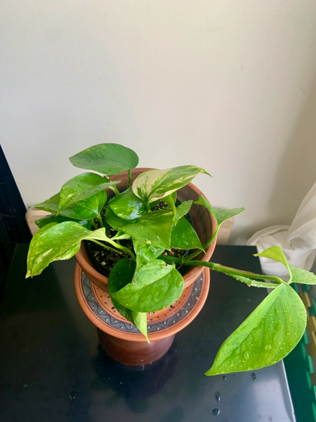Golden Pothos Plant in Terracotta Pot - photo 2