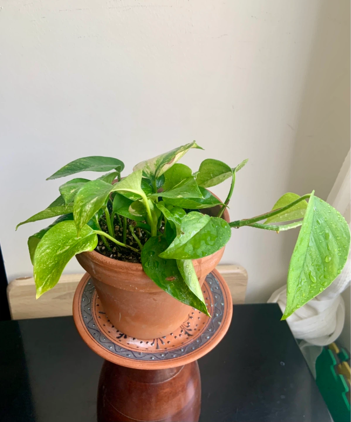 Golden Pothos Plant in Terracotta Pot - photo 4