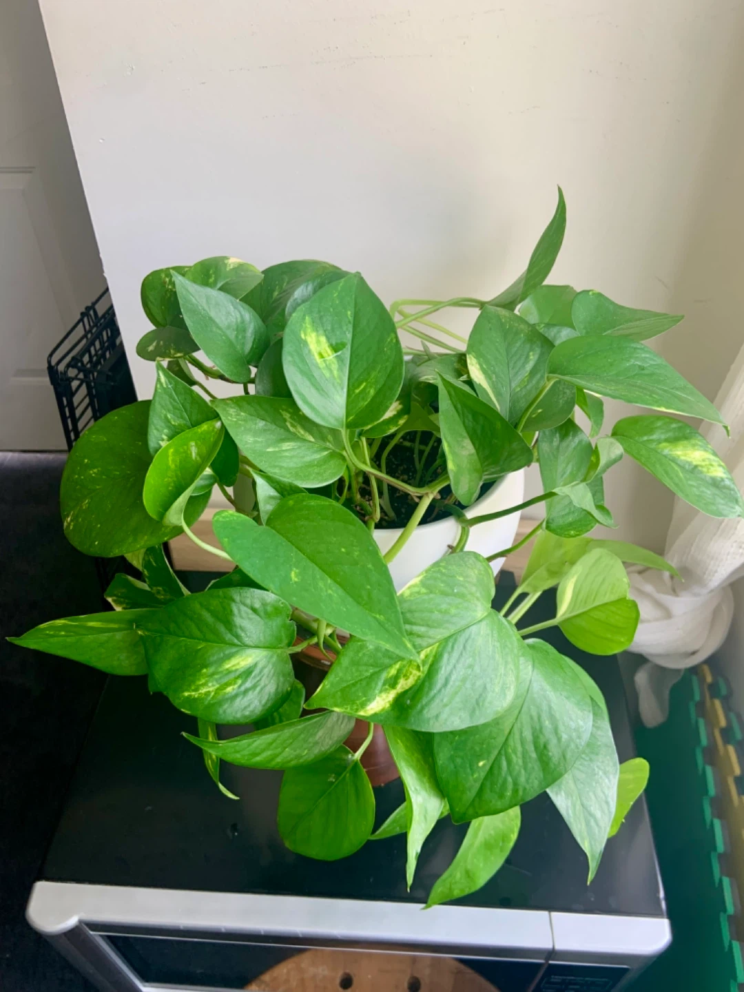 Lush Money Pothos Plant - photo 2