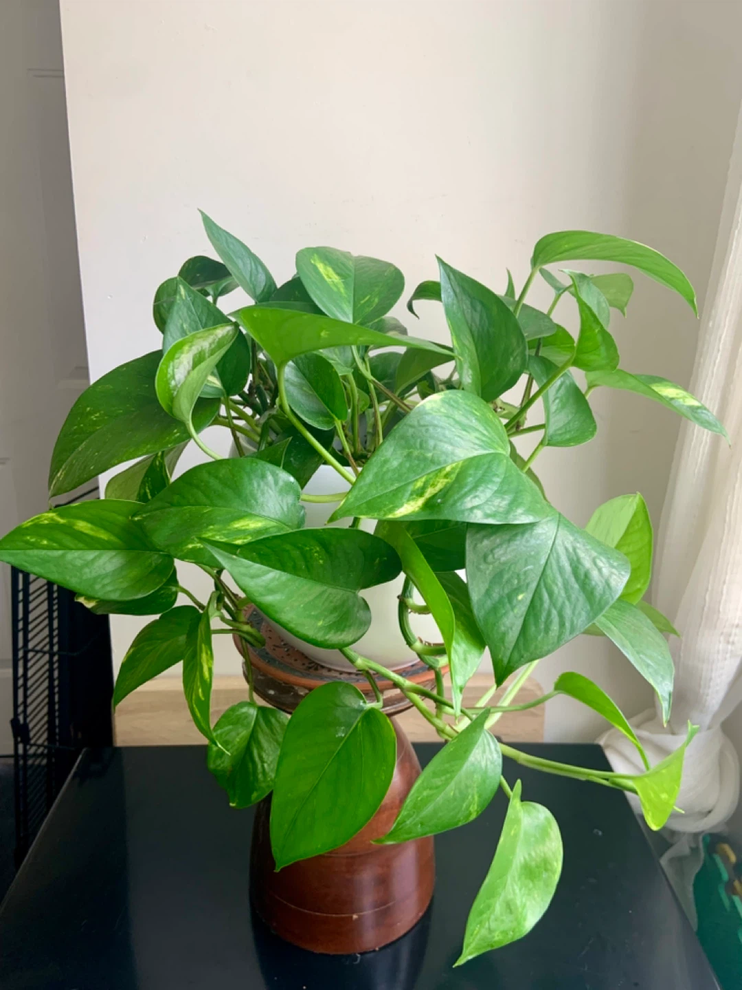 Lush Money Pothos Plant - photo 3