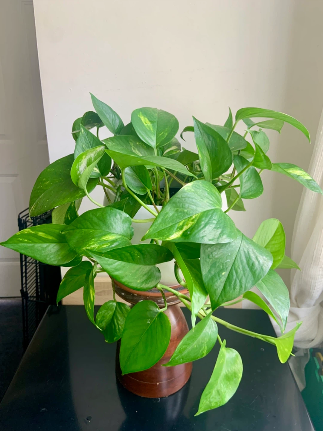 Lush Money Pothos Plant