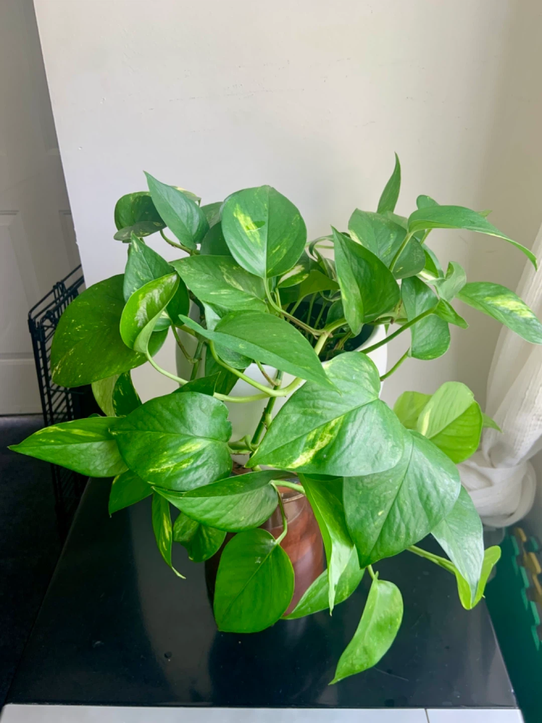 Lush Money Pothos Plant - photo 4