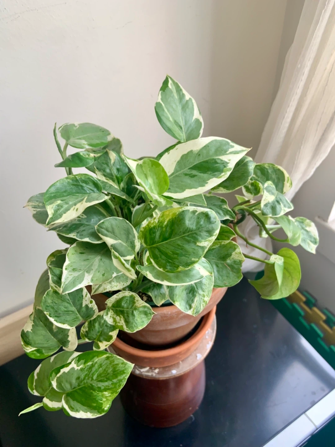 Jade Pothos Plant in Terracotta Pot - photo 4