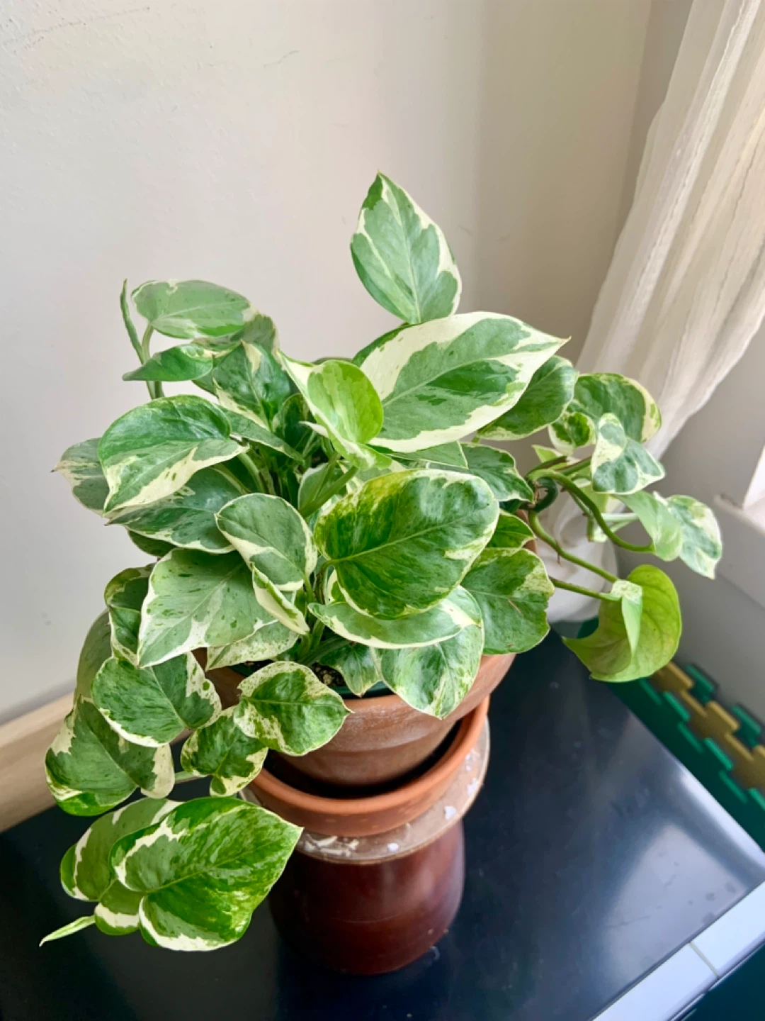 Jade Pothos Plant in Terracotta Pot - photo 3