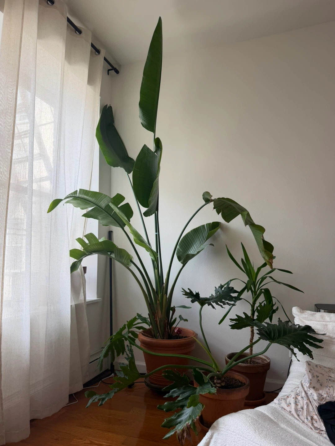 9’ tall Bird of Paradise Plant + terracotta pot