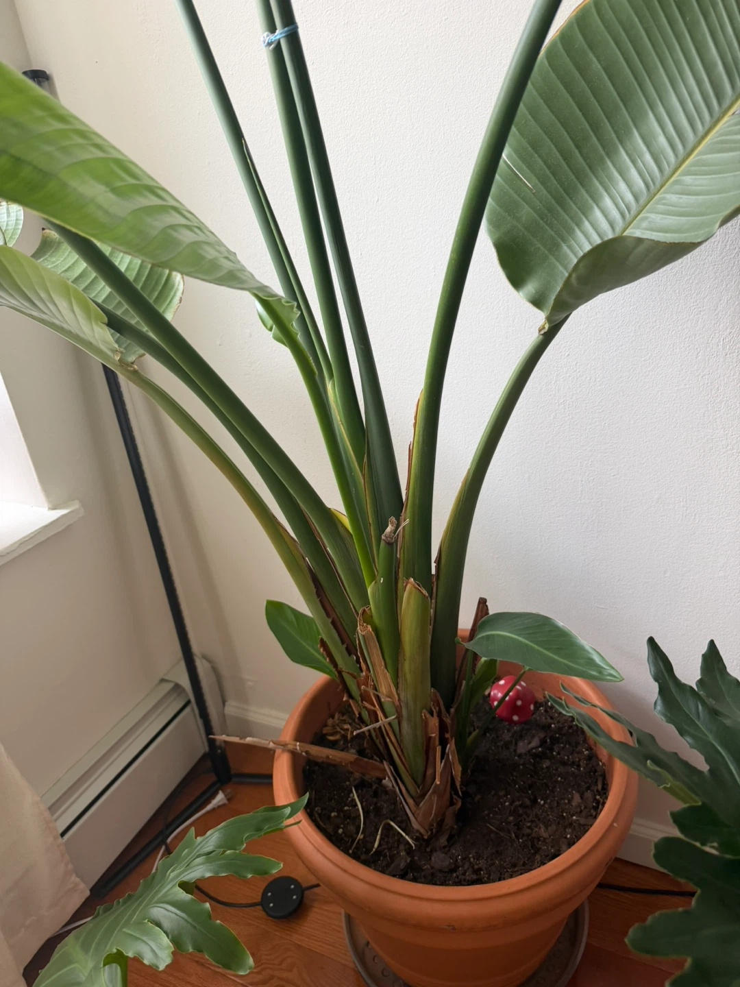 9’ tall Bird of Paradise Plant + terracotta pot - photo 2