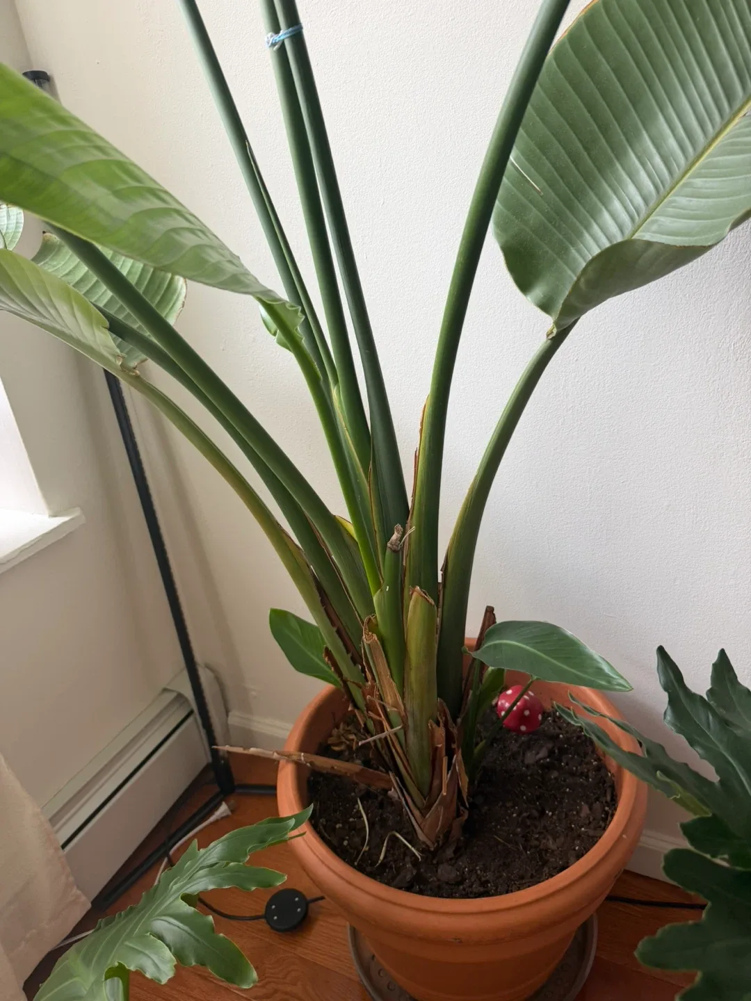 9’ tall Bird of Paradise Plant + terracotta pot - photo 2
