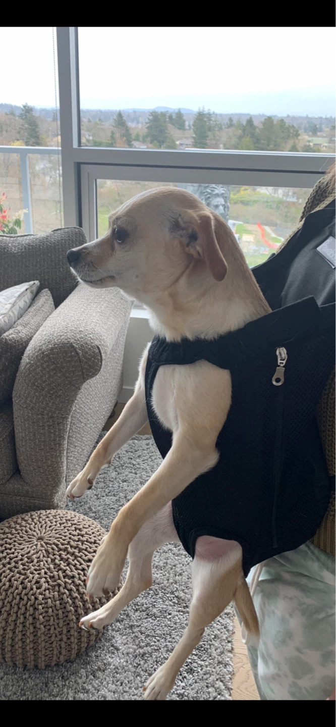 Pawaboo Pet Carrier Backpack - photo 4