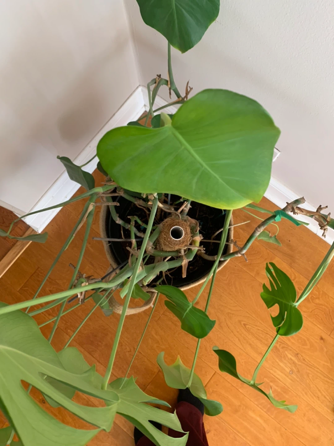 Monstera Plant in Woven Basket Planter with Wooden Stand - photo 2