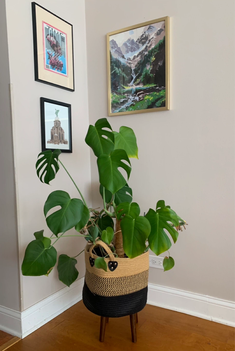 Monstera Plant in Woven Basket Planter with Wooden Stand