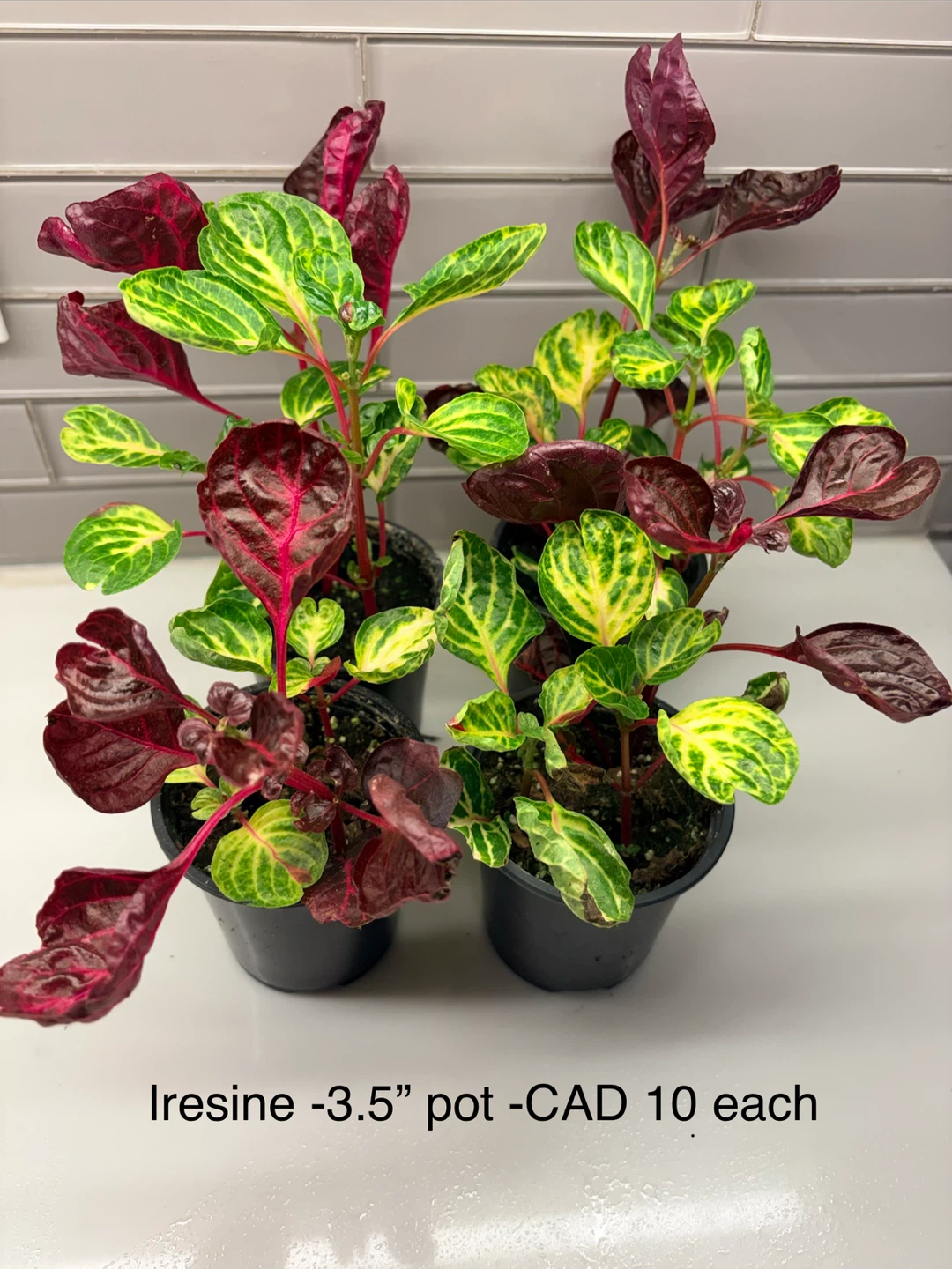 Iresine Plant - 3.5" Pot