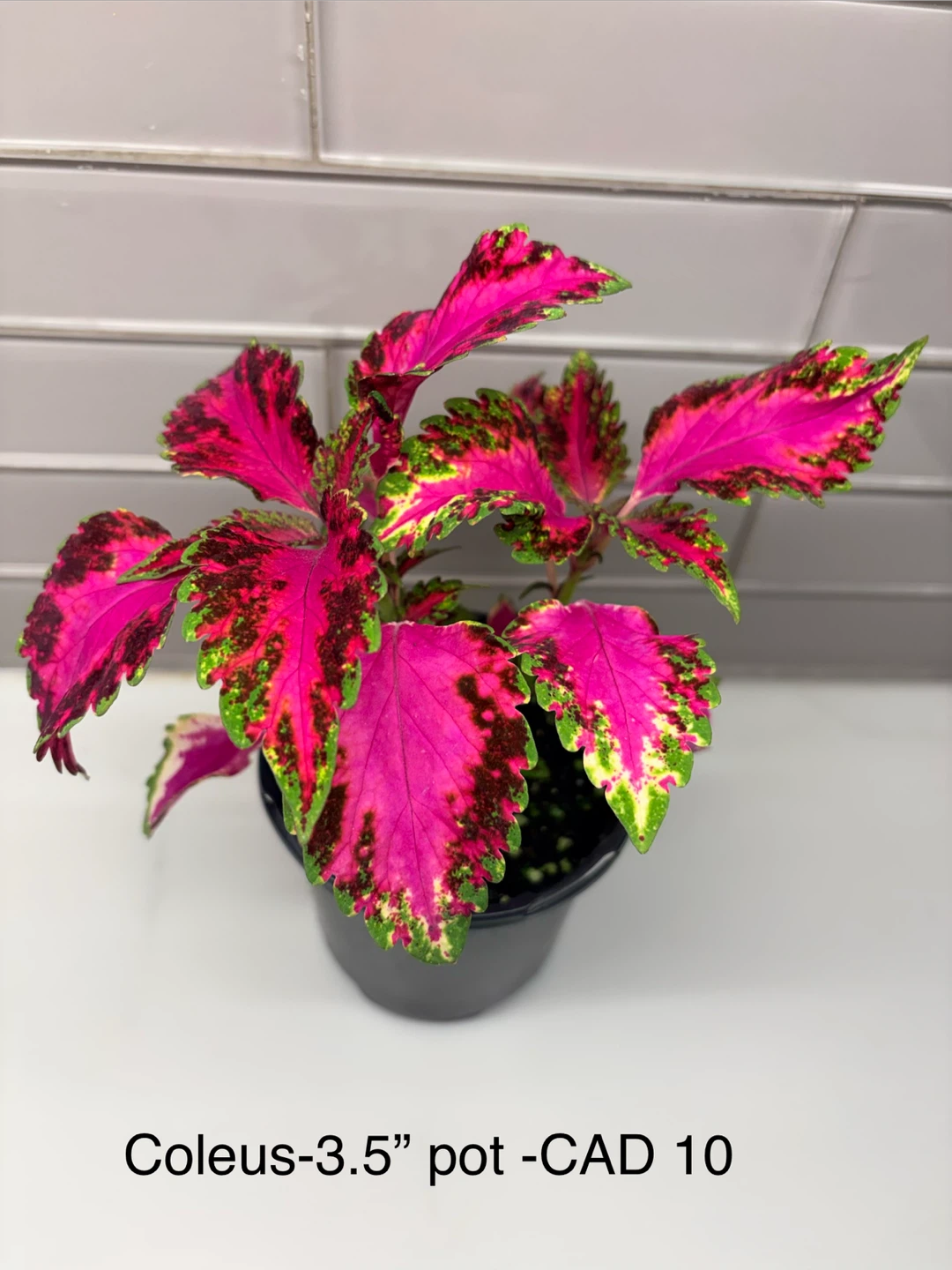 Coleus Plant in 3.5" Pot