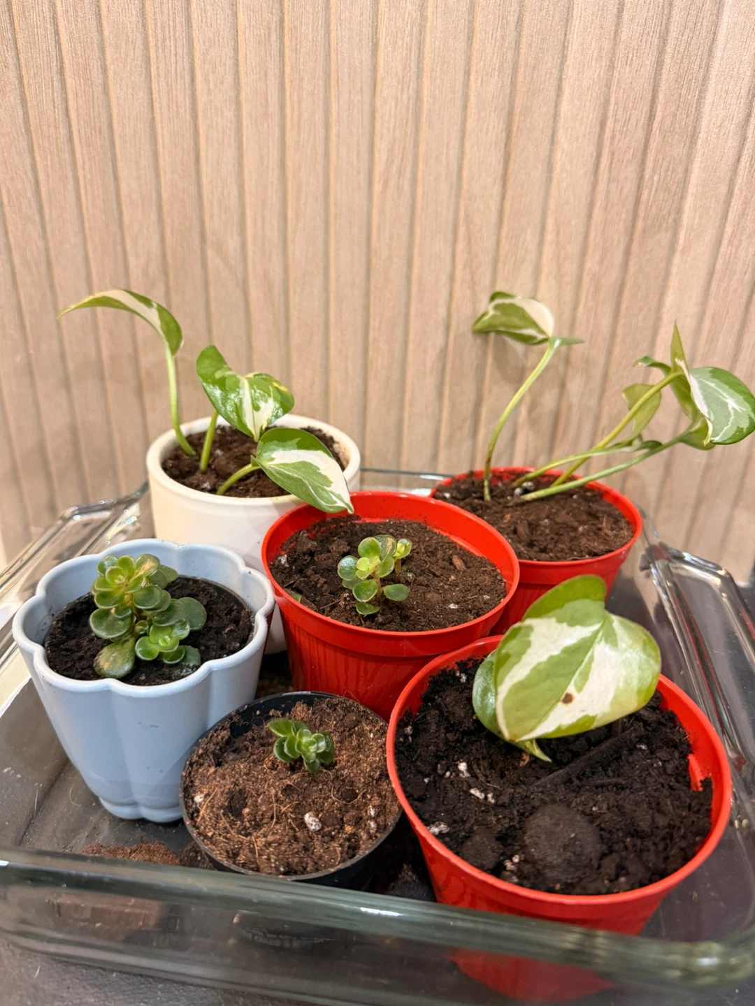 Assorted Potted Plants - photo 2