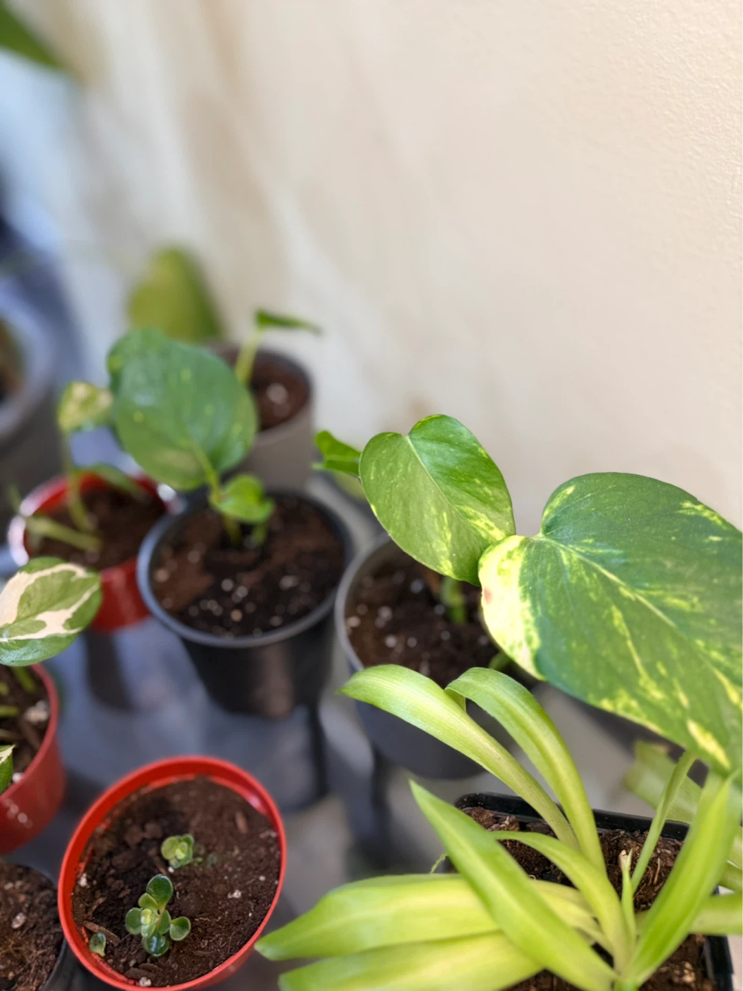 Assorted Potted Plants - photo 4