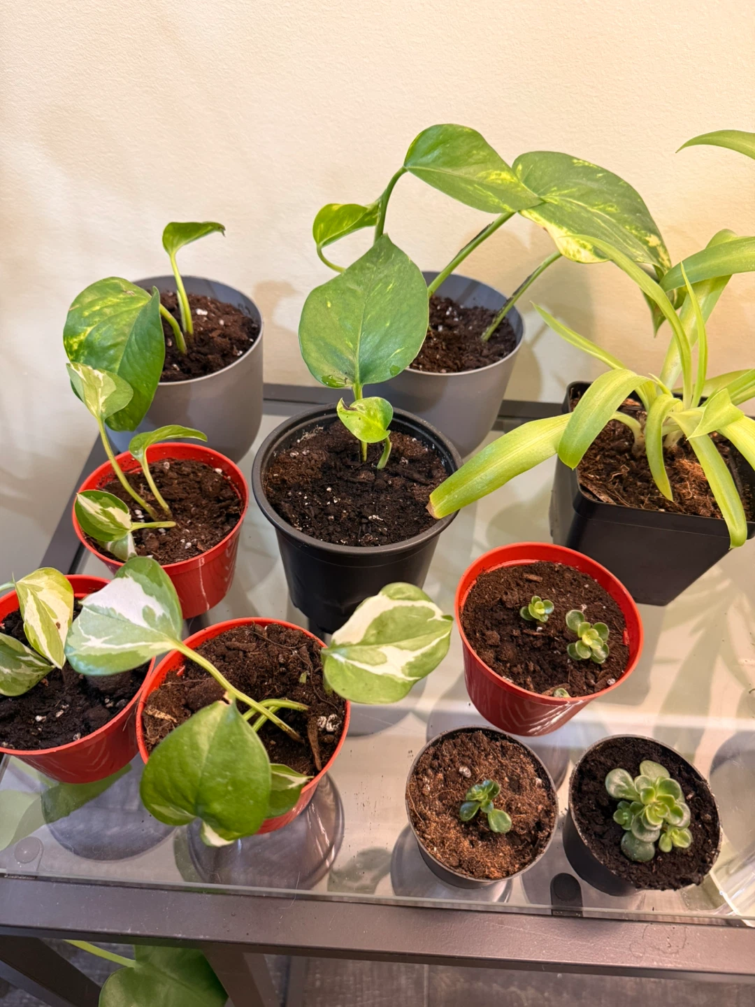 Assorted Potted Plants