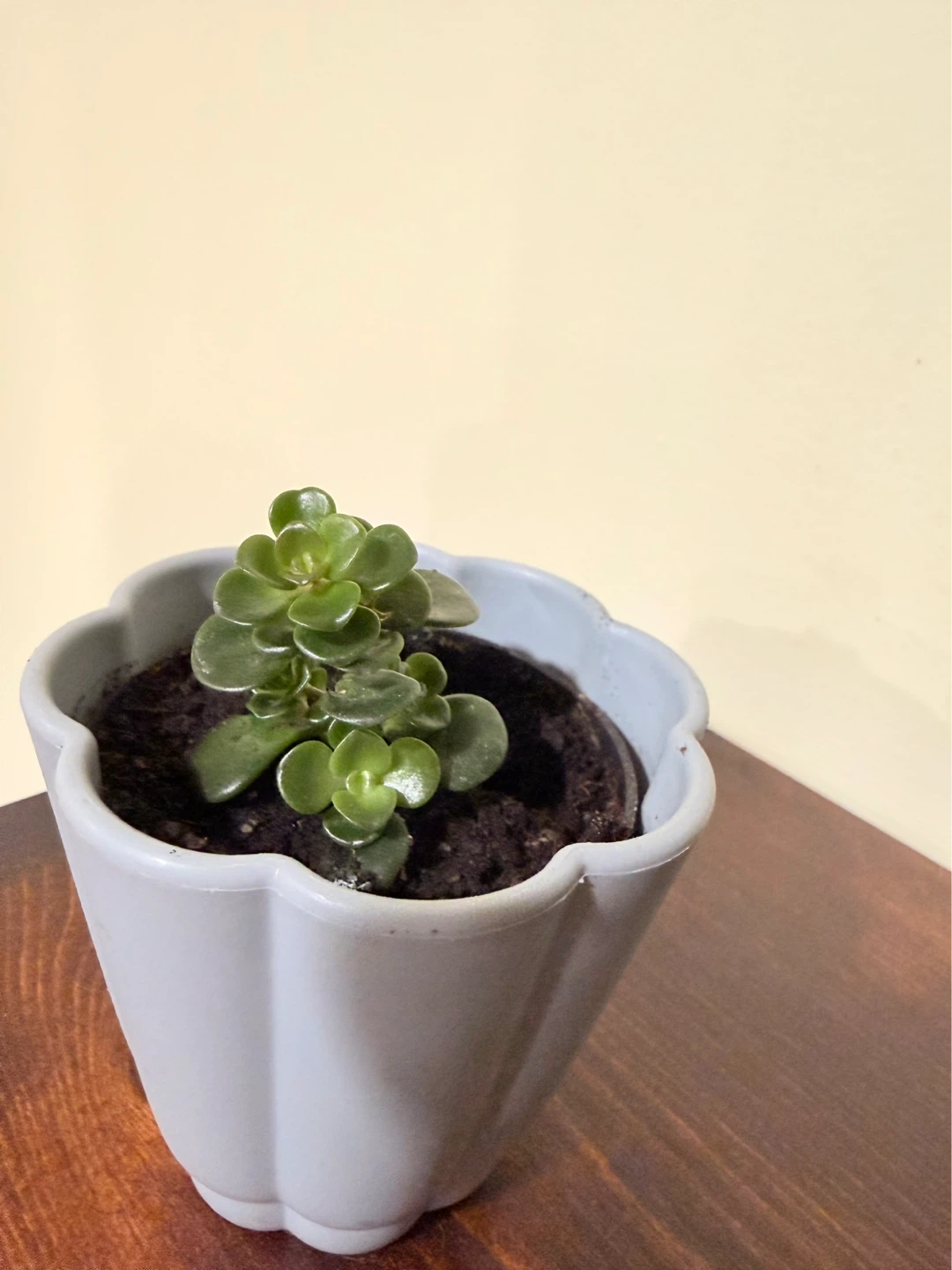 Assorted Potted Plants - photo 5